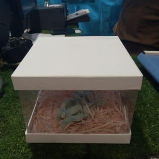 Clear Gift Box